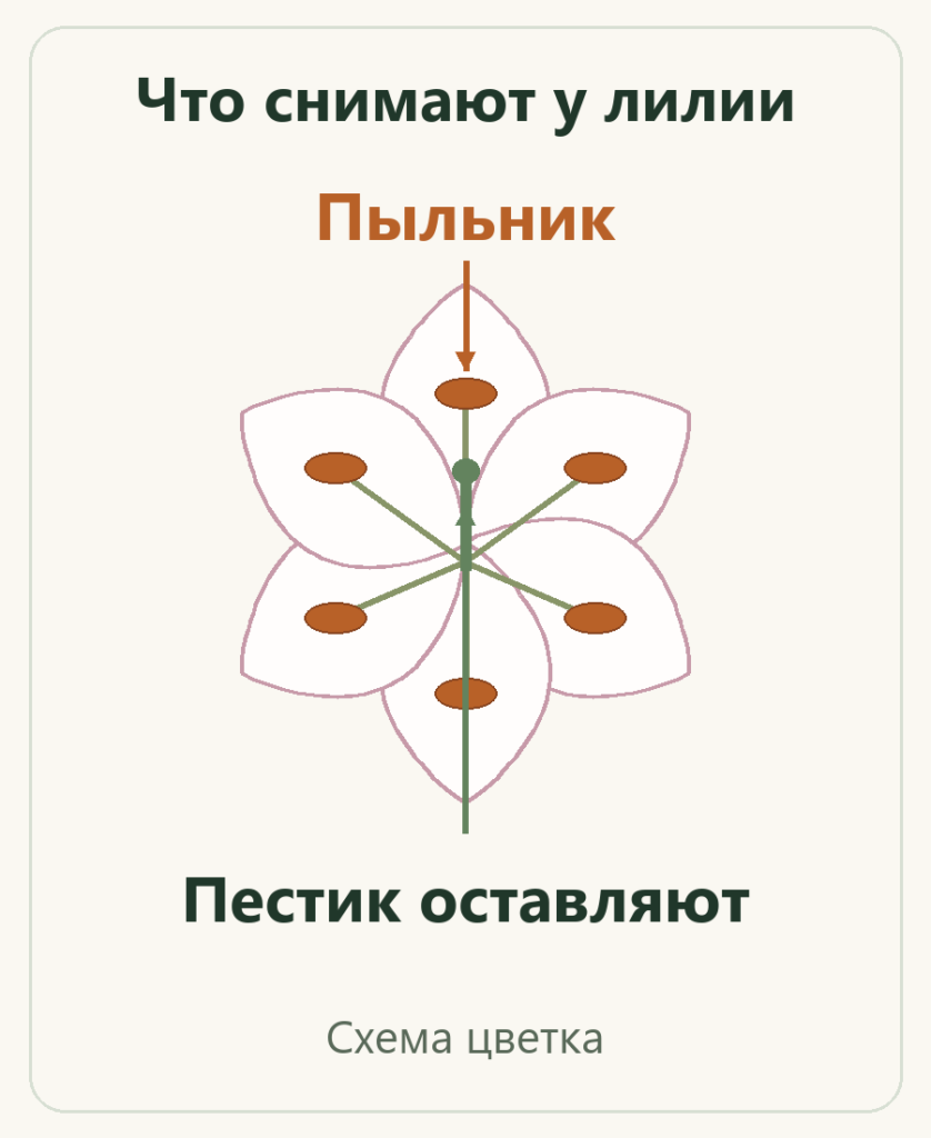 Схема лилии: пыльники снимают, центральный пестик оставляют