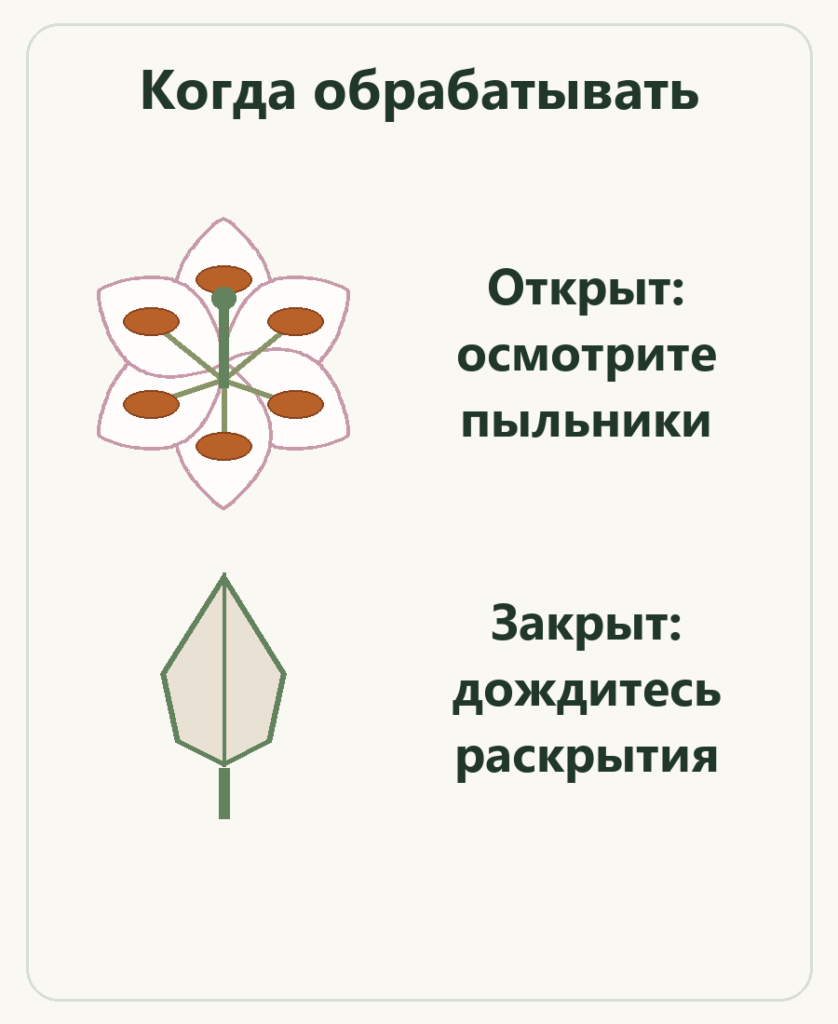 Открытый цветок осматривают, закрытому бутону дают раскрыться